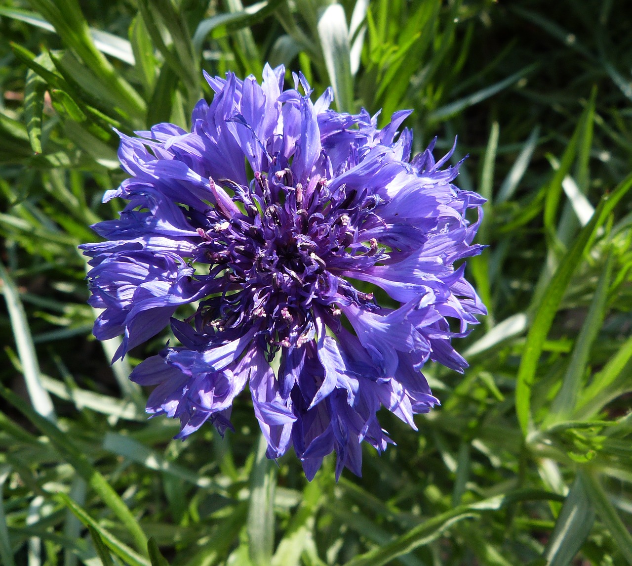 purple flower bloom purple free photo