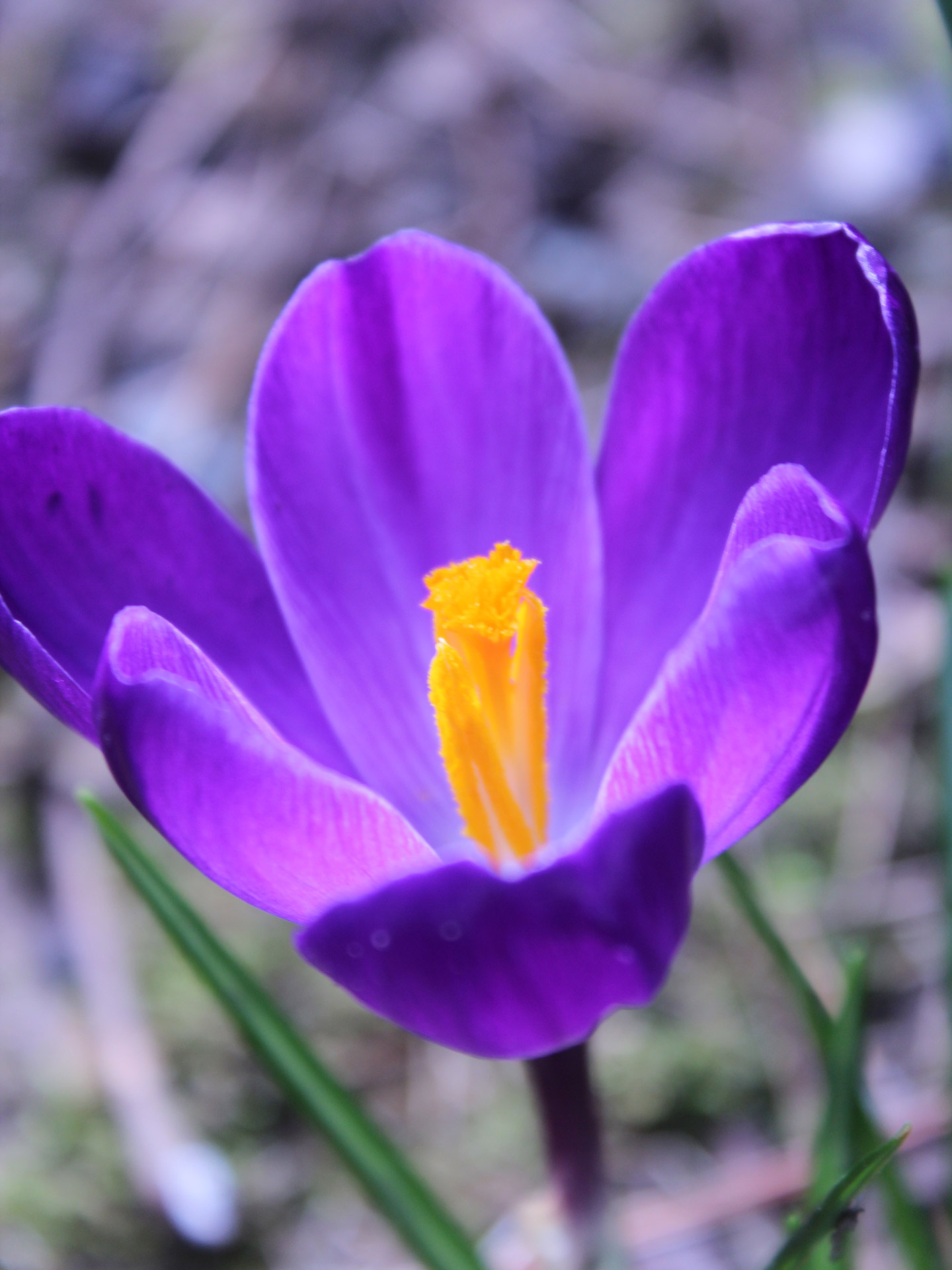 purple flower stamen free photo