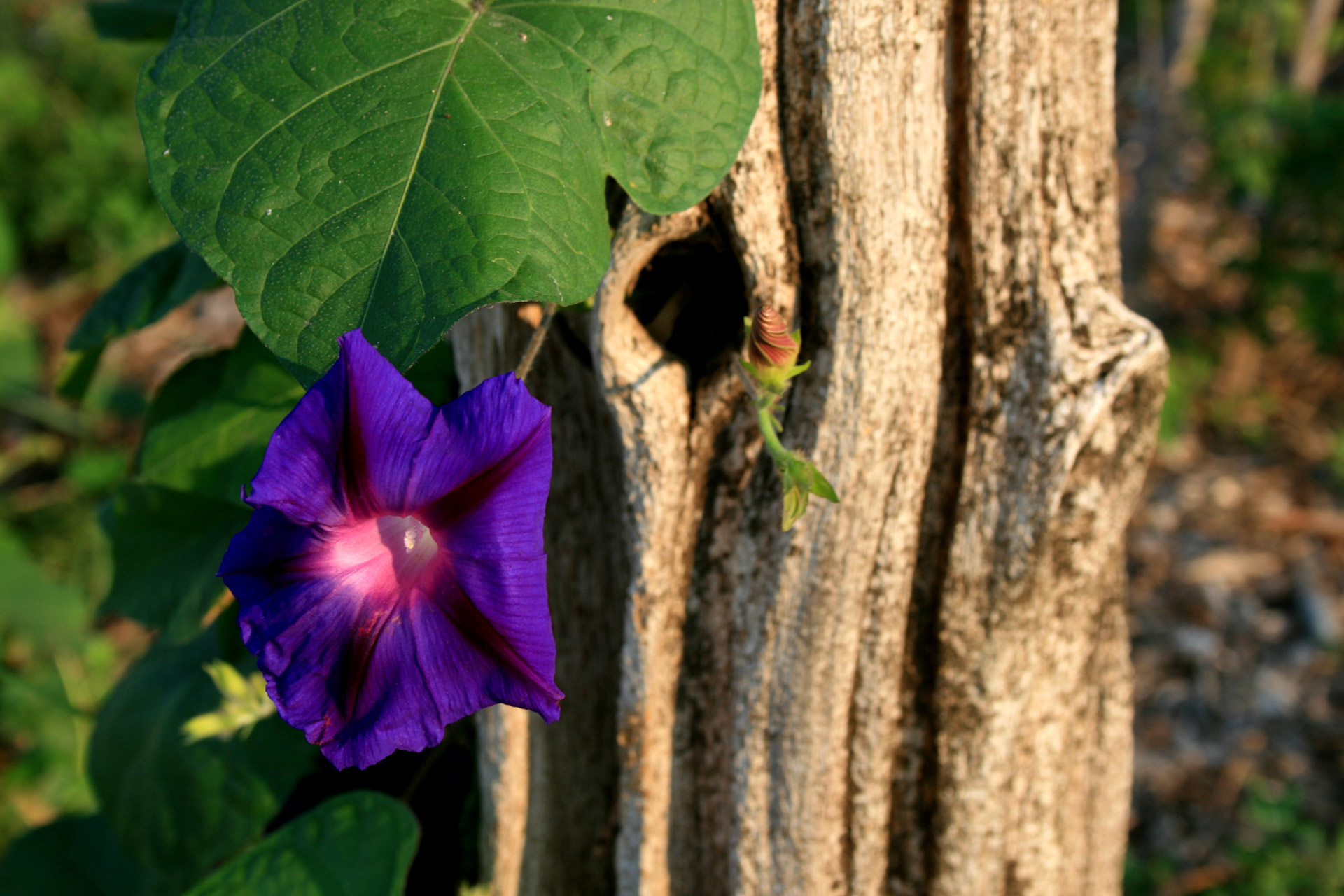 flower purple fence free photo