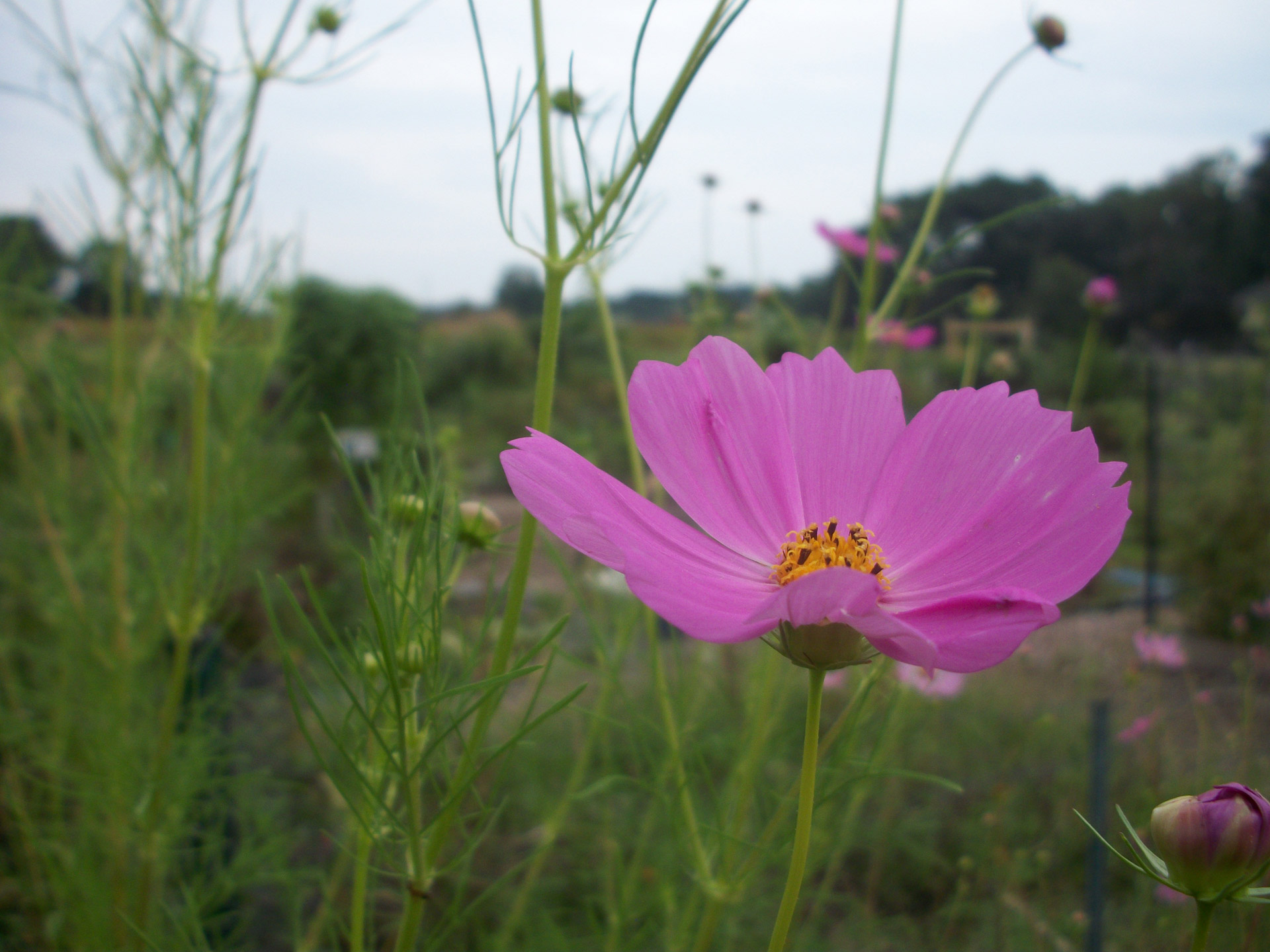 flower summer nature free photo