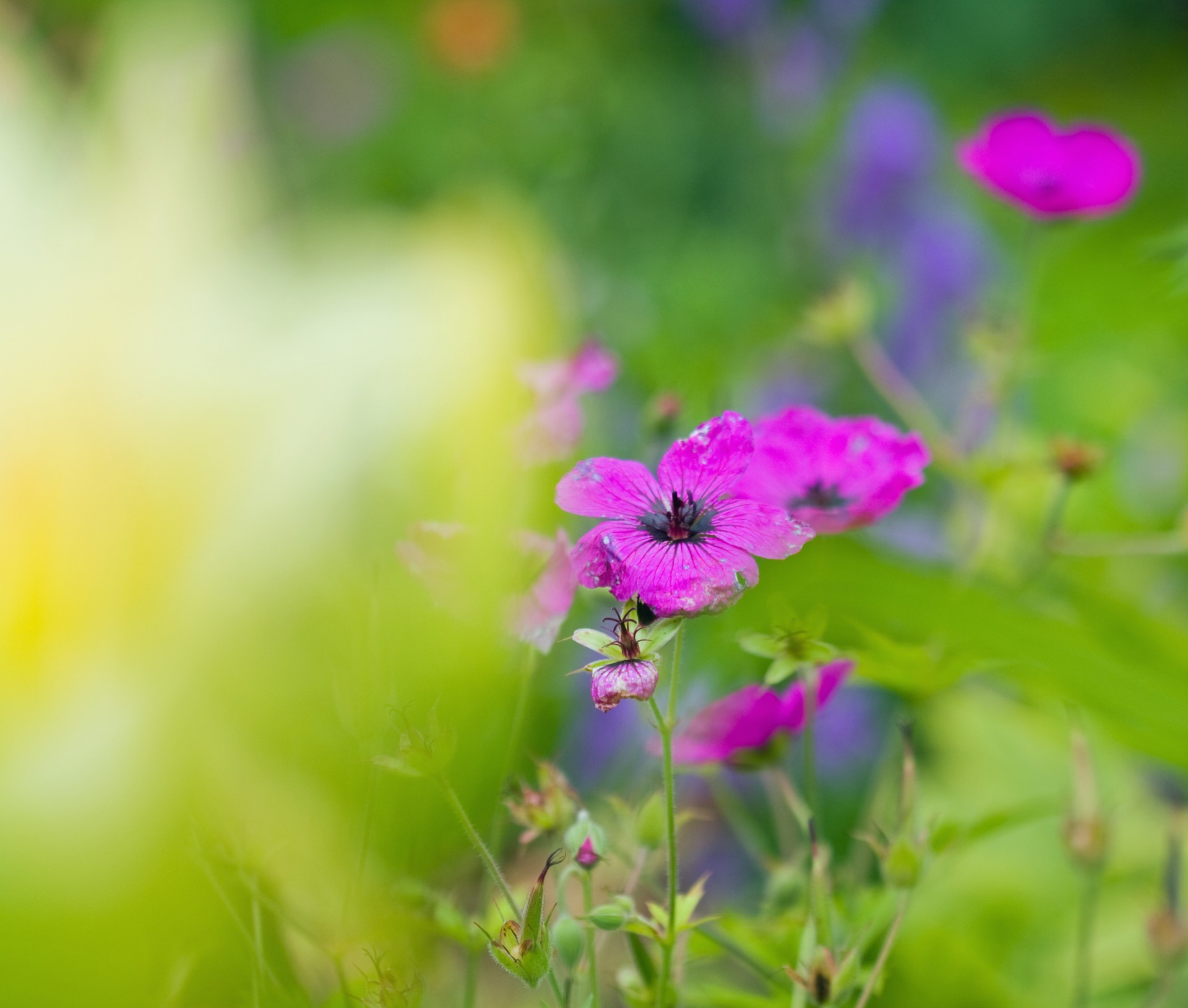 flower purple pink free photo