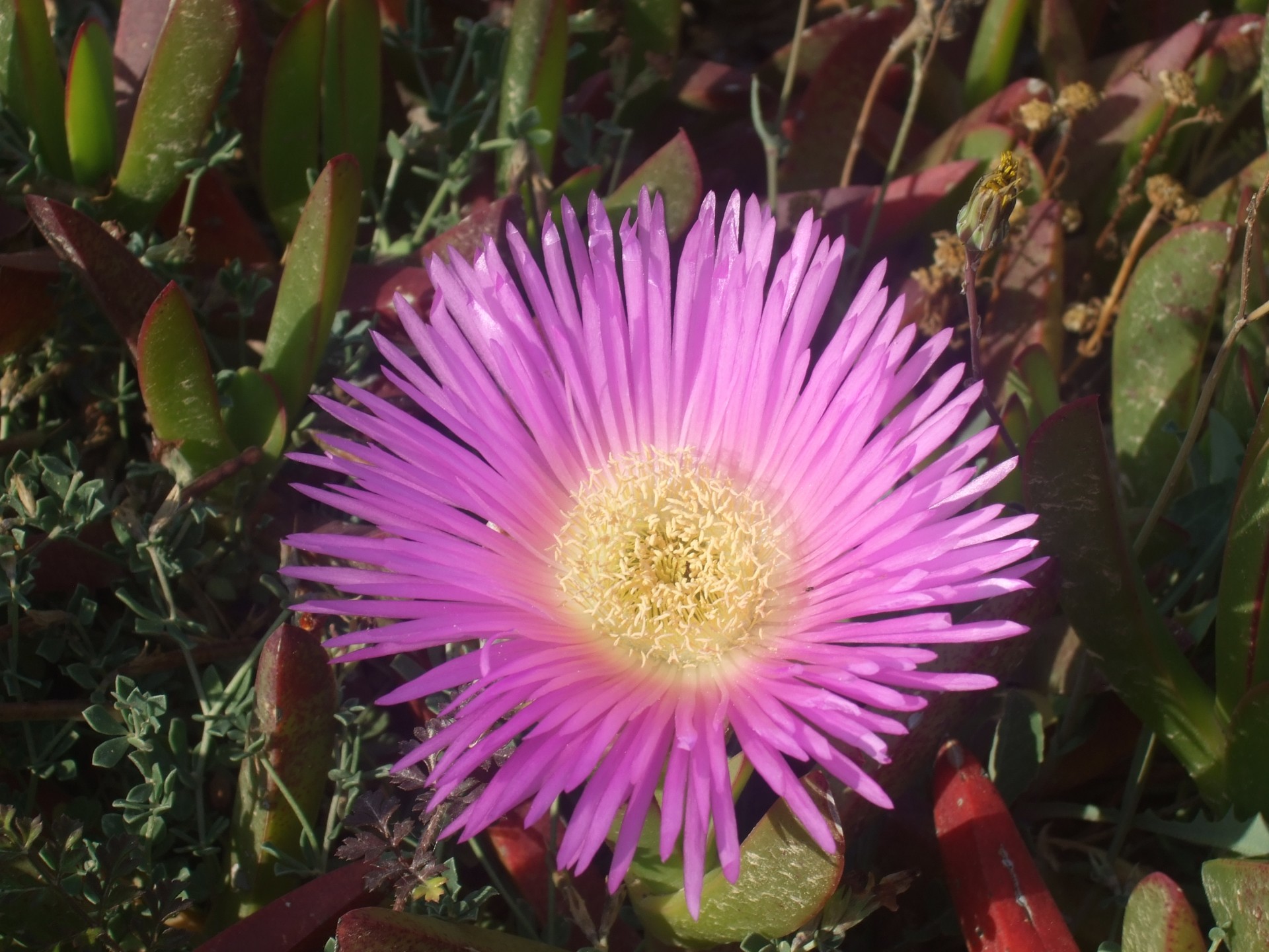 purple flower pink free photo