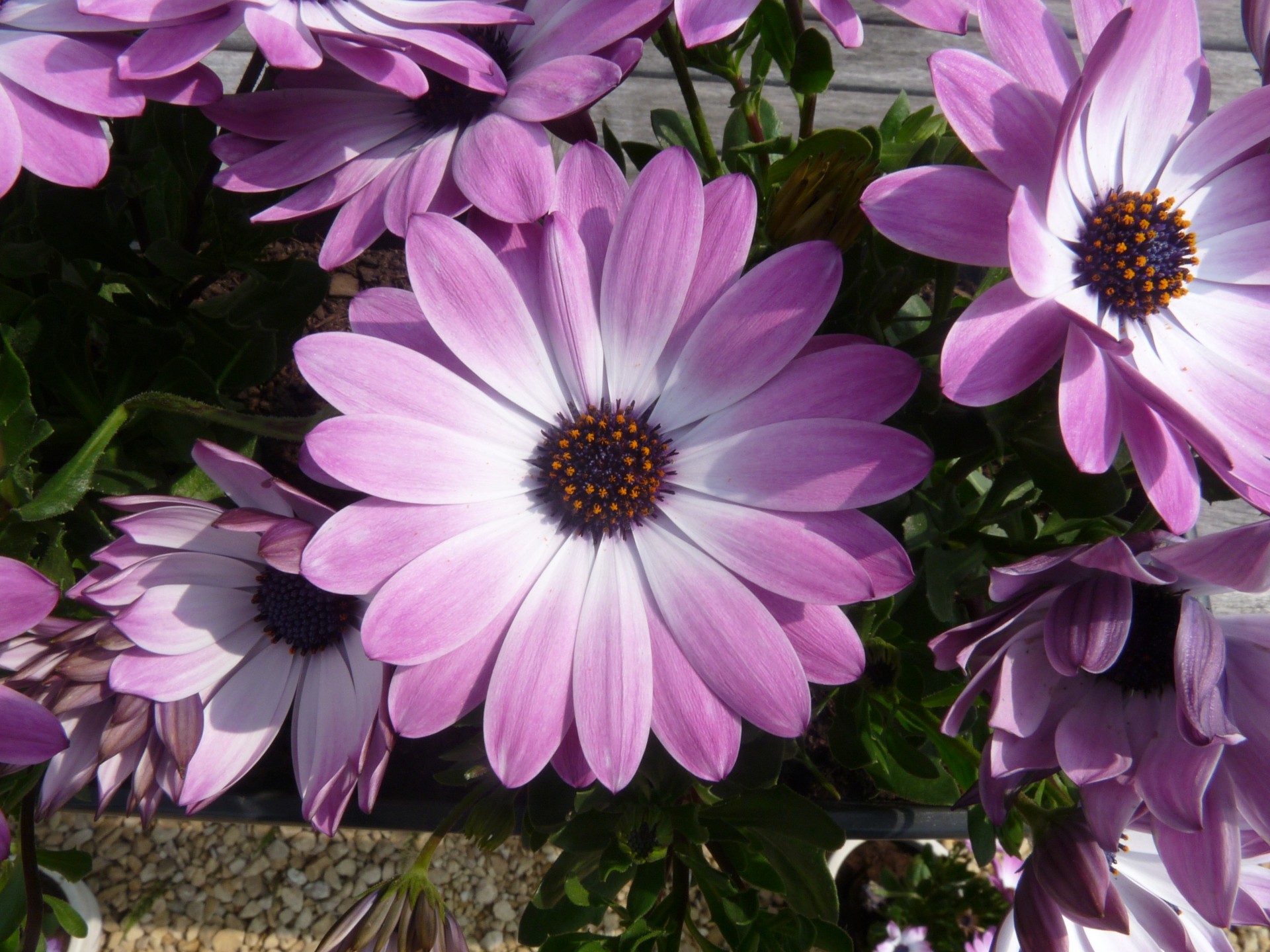 purple flower pink free photo