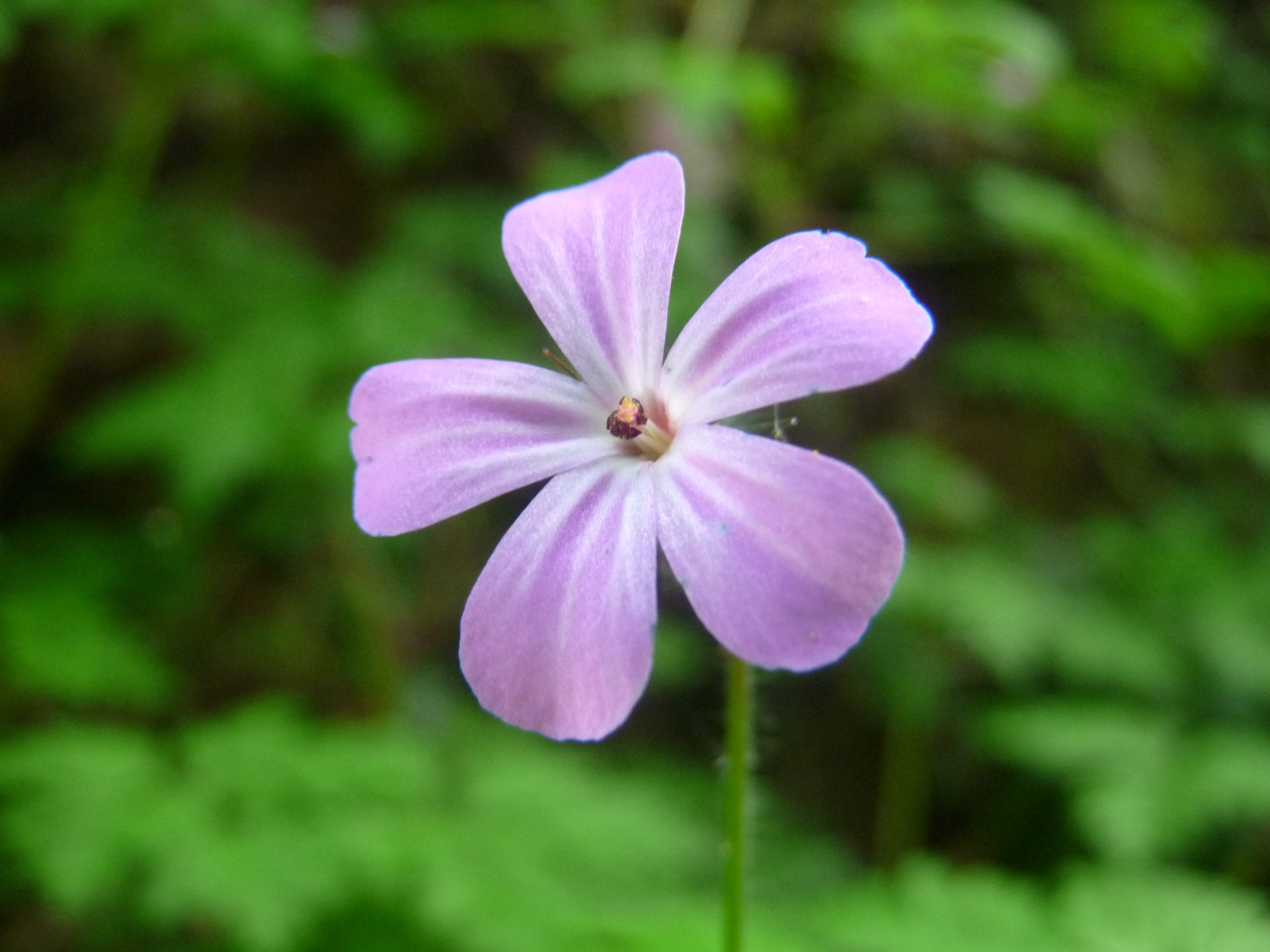 purple flower pink free photo