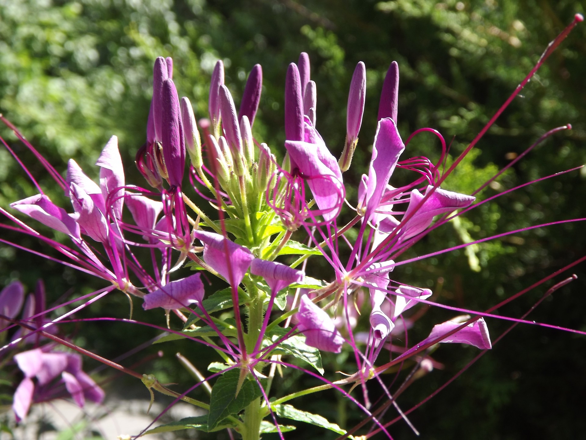 purple flower flora free photo