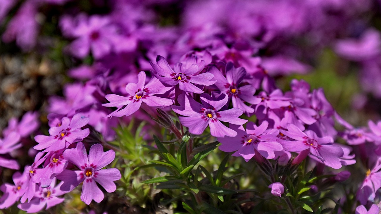 purple flower spring flower nature free photo