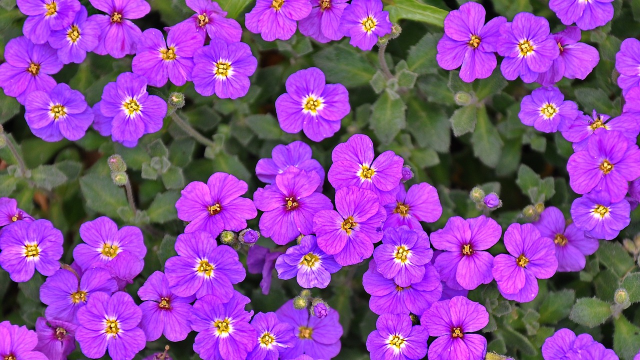 purple flower spring flower nature free photo