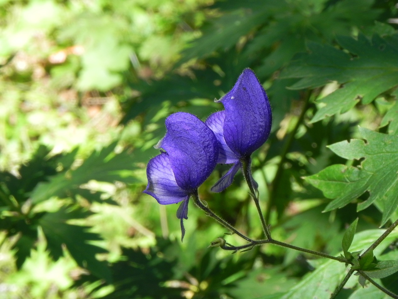 purple flower purple flower free photo