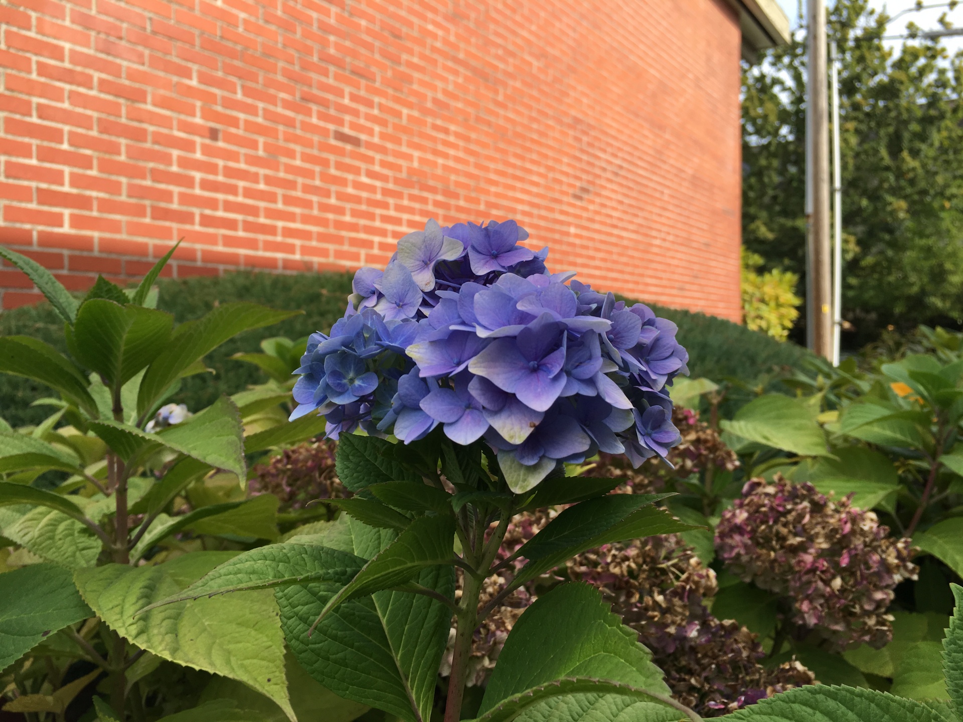 flower purple pretty free photo