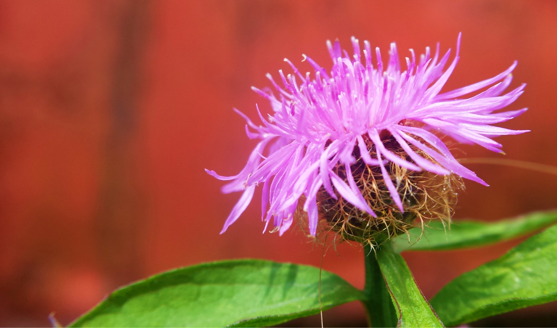 flower nature purple free photo