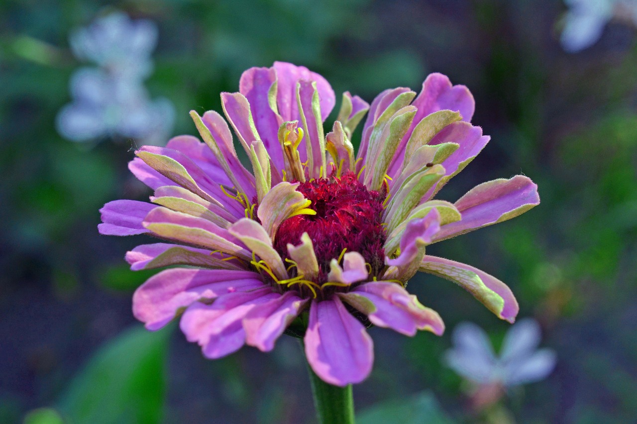 zinnia purple flower summer free photo