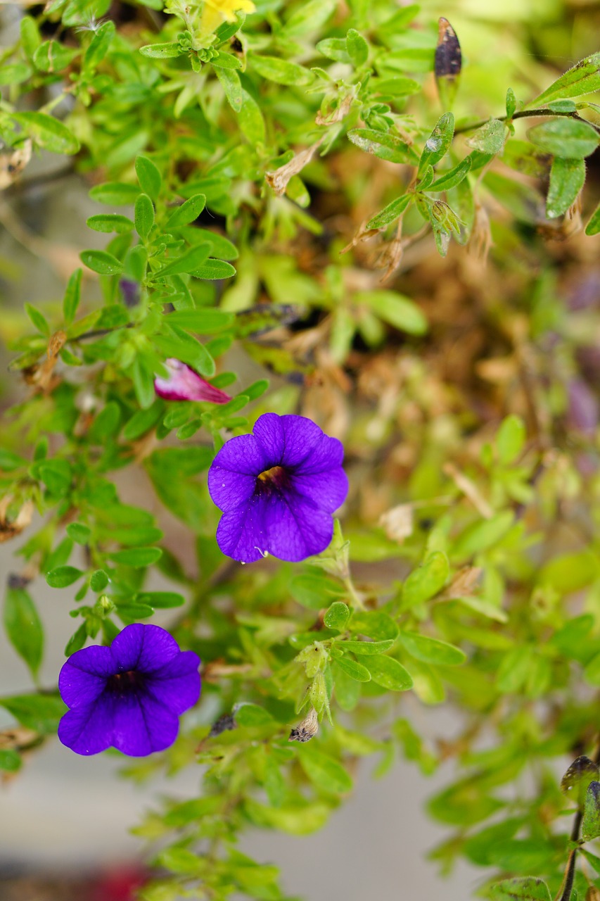 purple flower flower leaves free photo