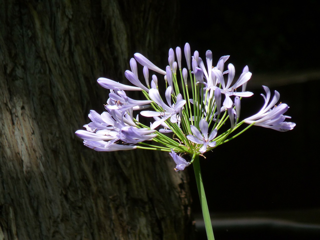 purple flower alium garden free photo