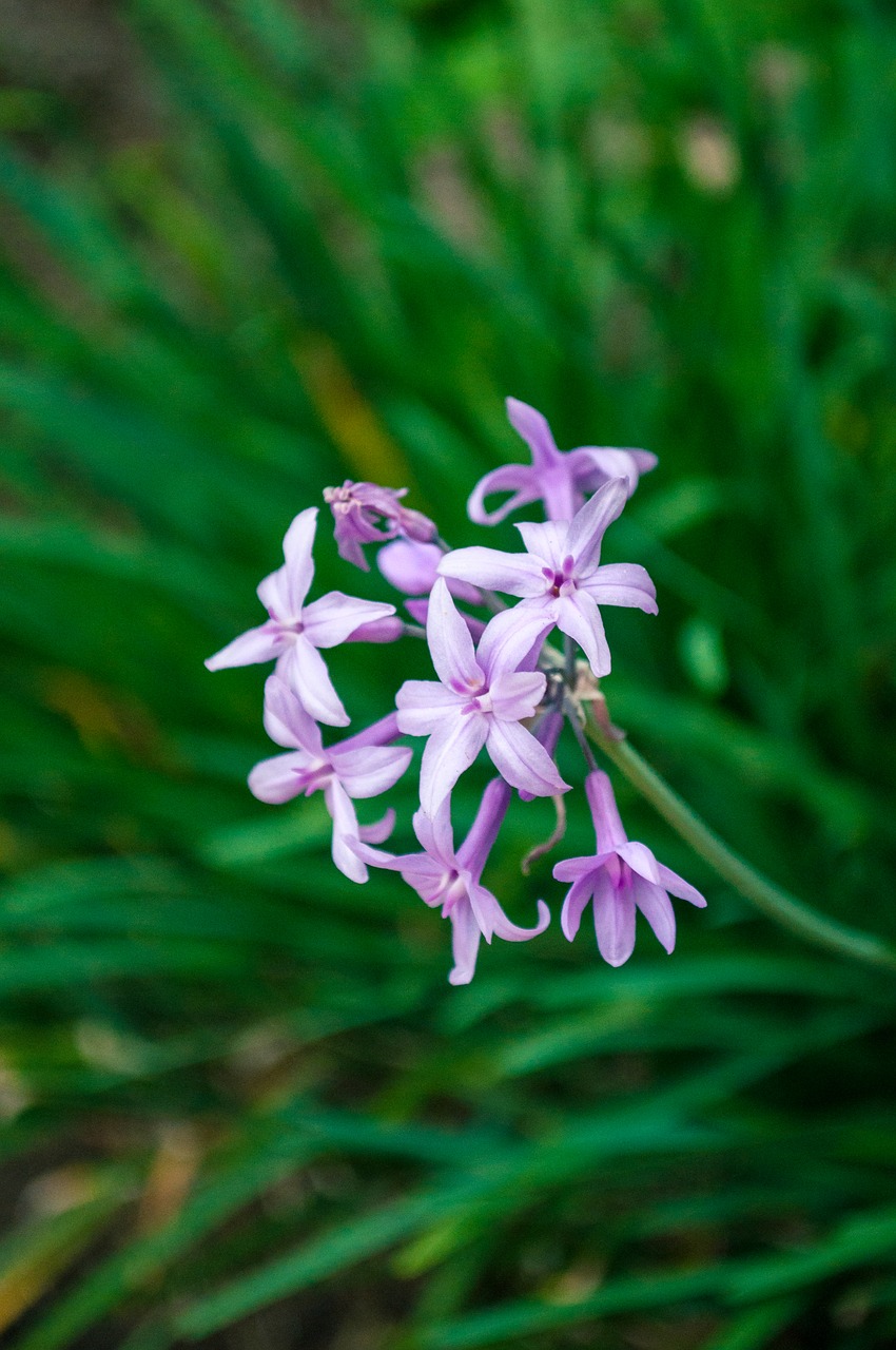 purple flower plant nature free photo