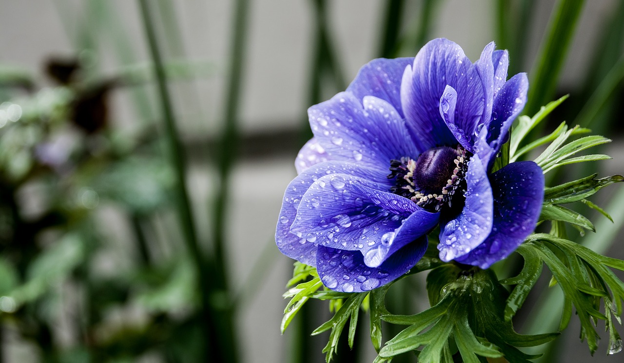 purple flower macro petal free photo