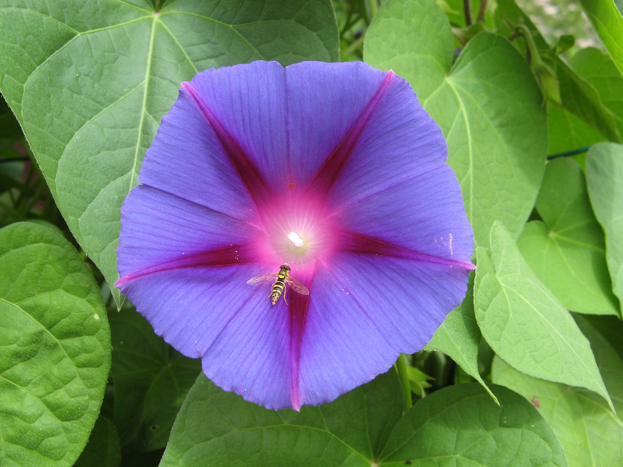 purple flower solanum brent free photo