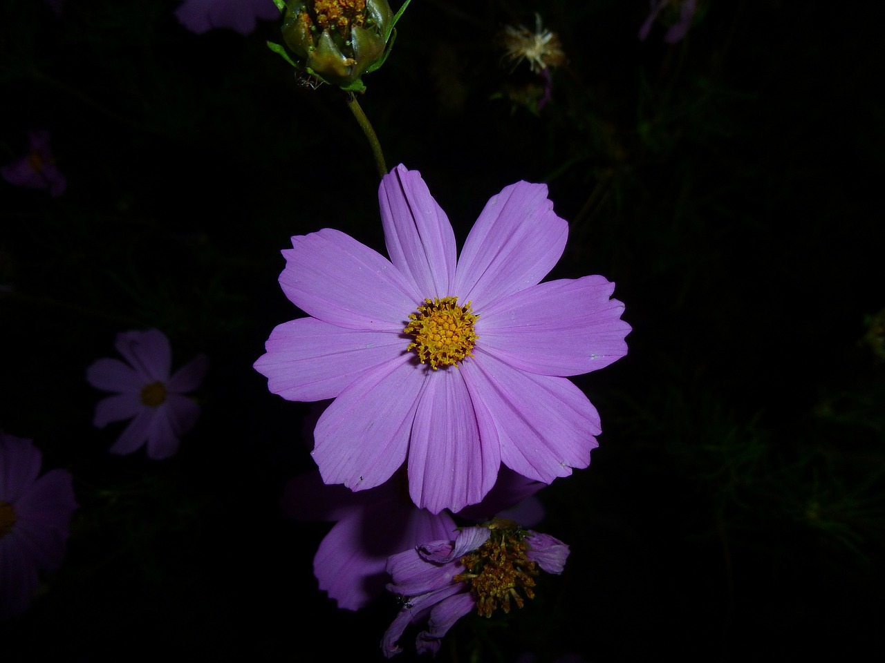 purple flower in the evening flash free photo