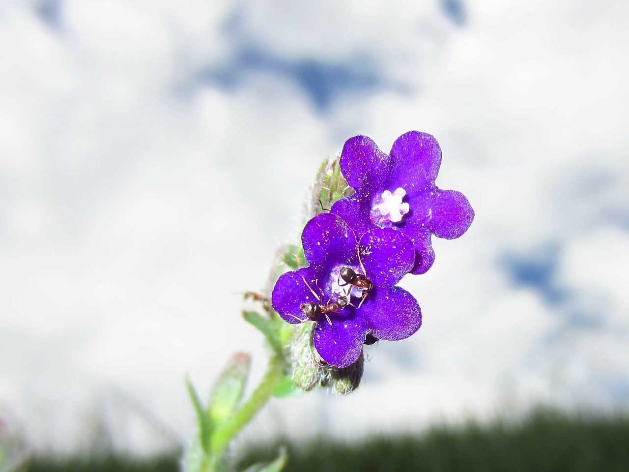 purple flower sky plant free photo