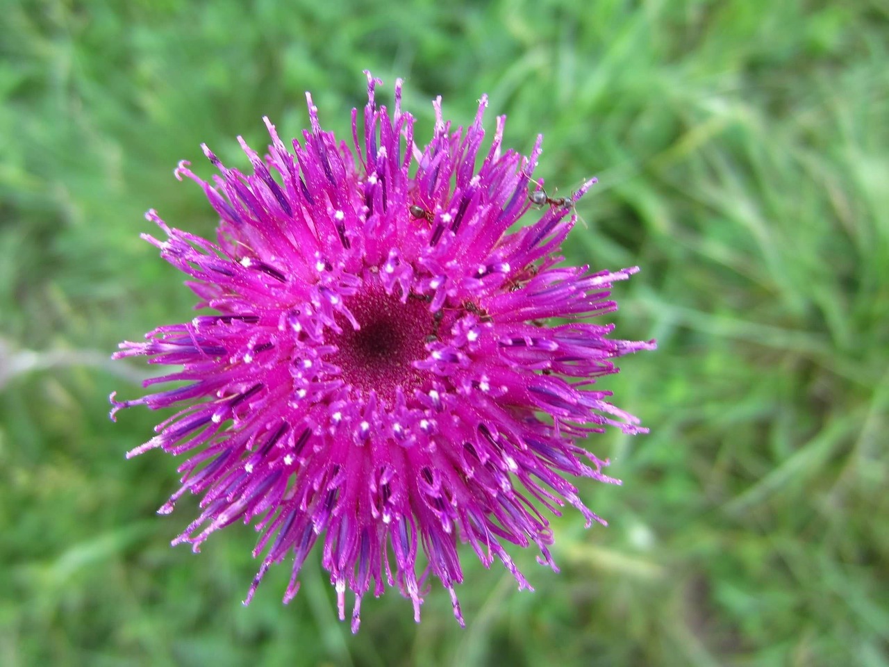 purple flower plant beautiful free photo