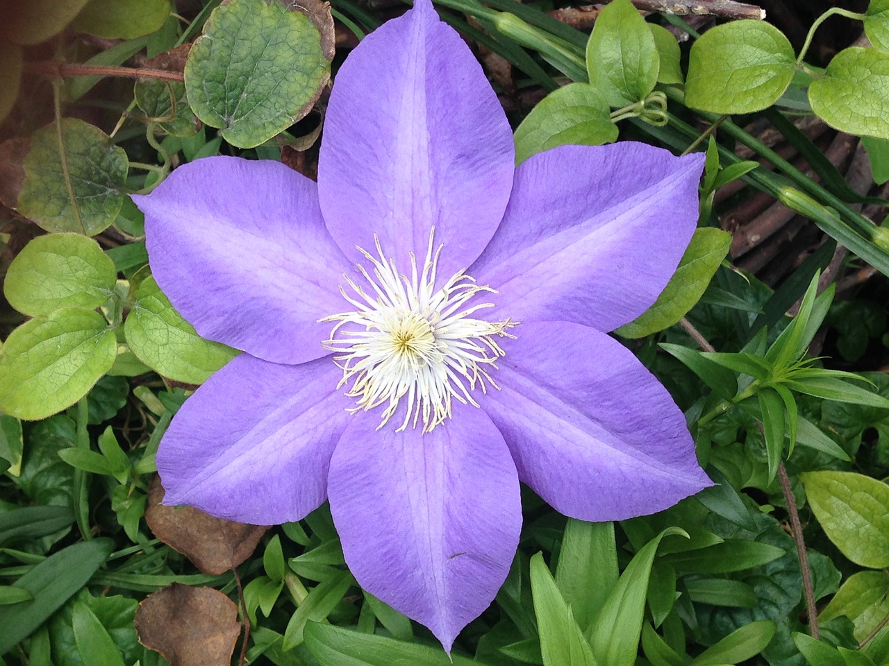 purple flower blossom flower free photo