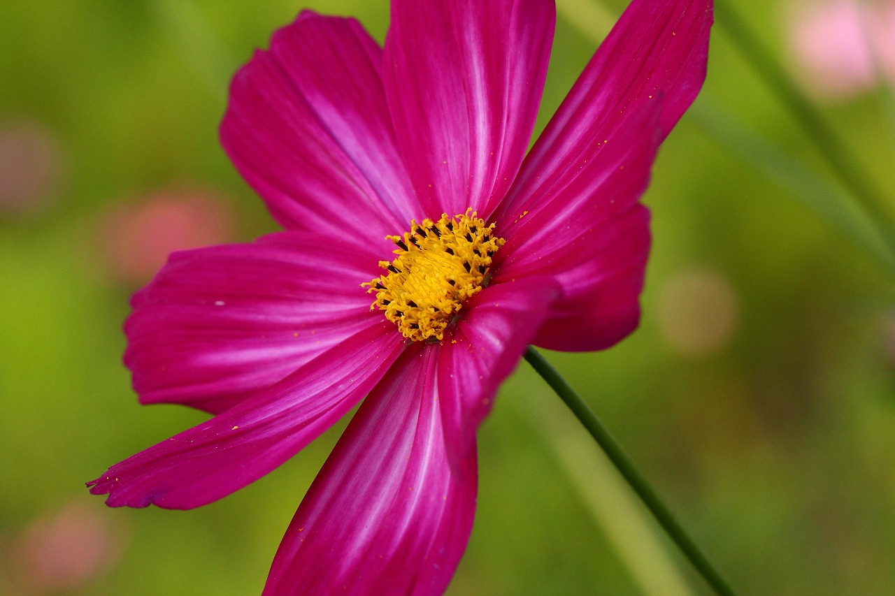 purple flower natural close up free photo