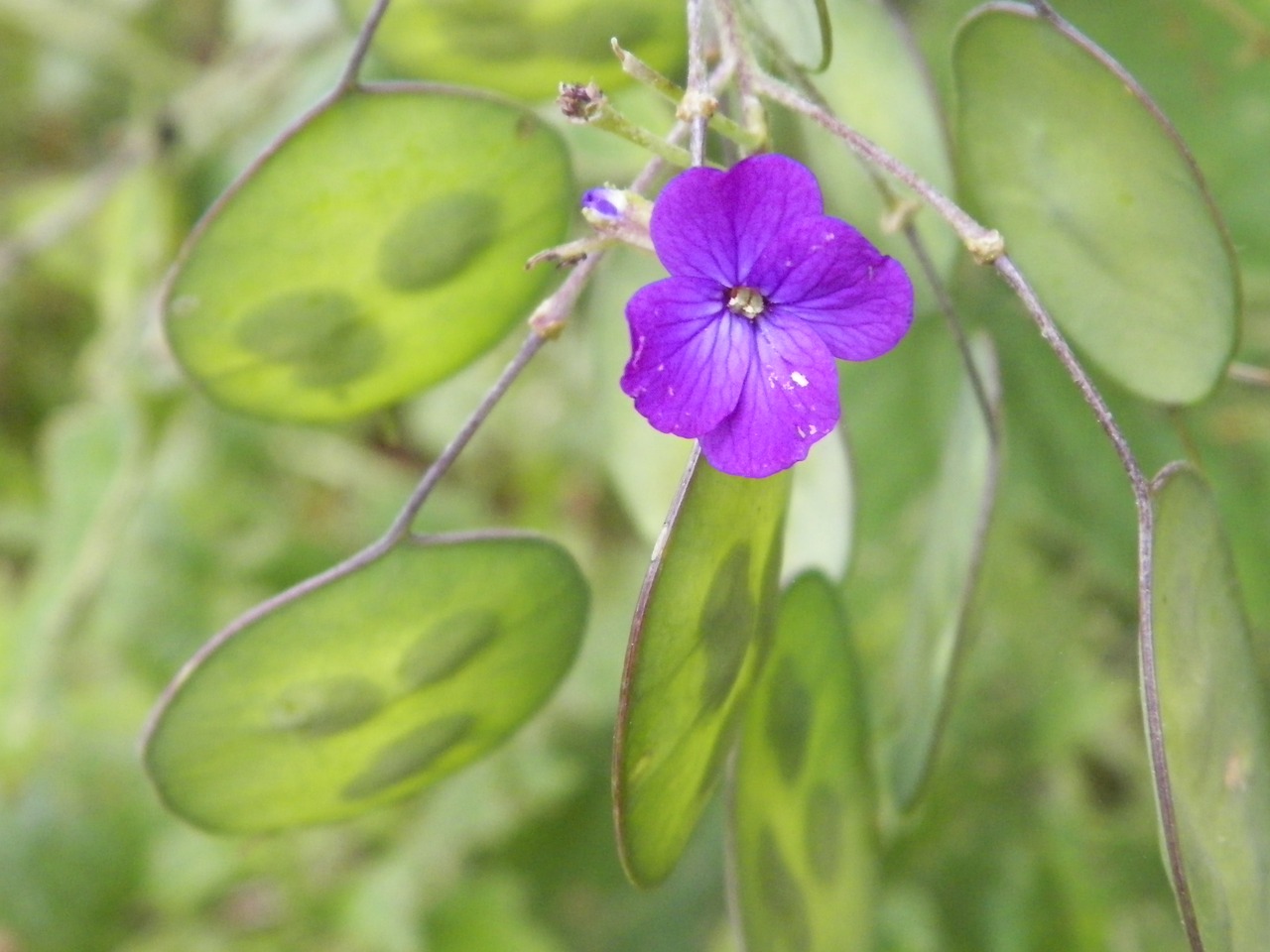 purple flower green leaf green free photo