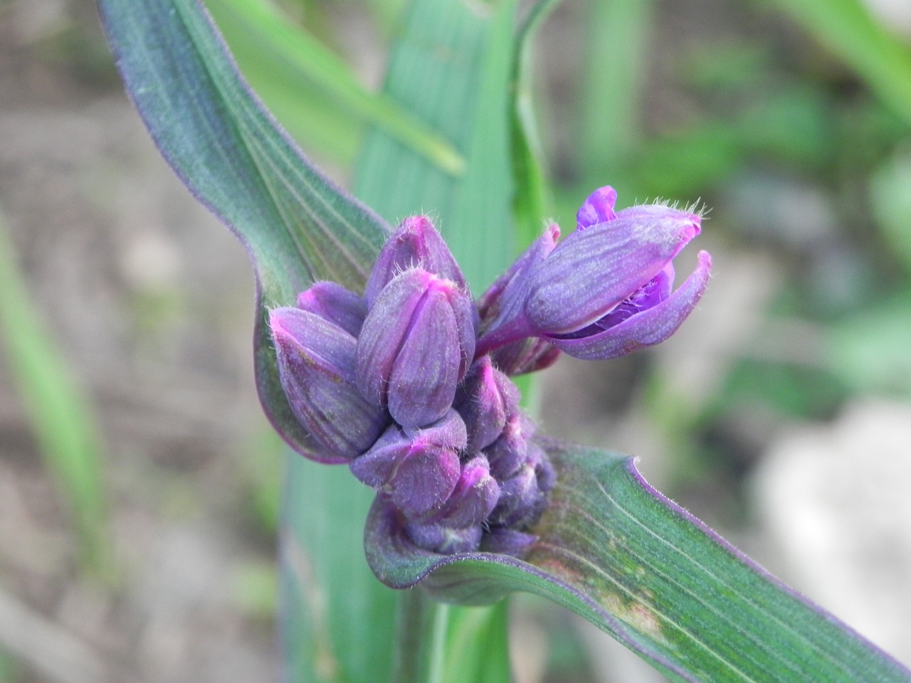 purple flower flower buds wildflower free photo