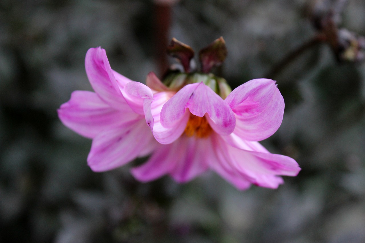 purple flower top view blossom free photo