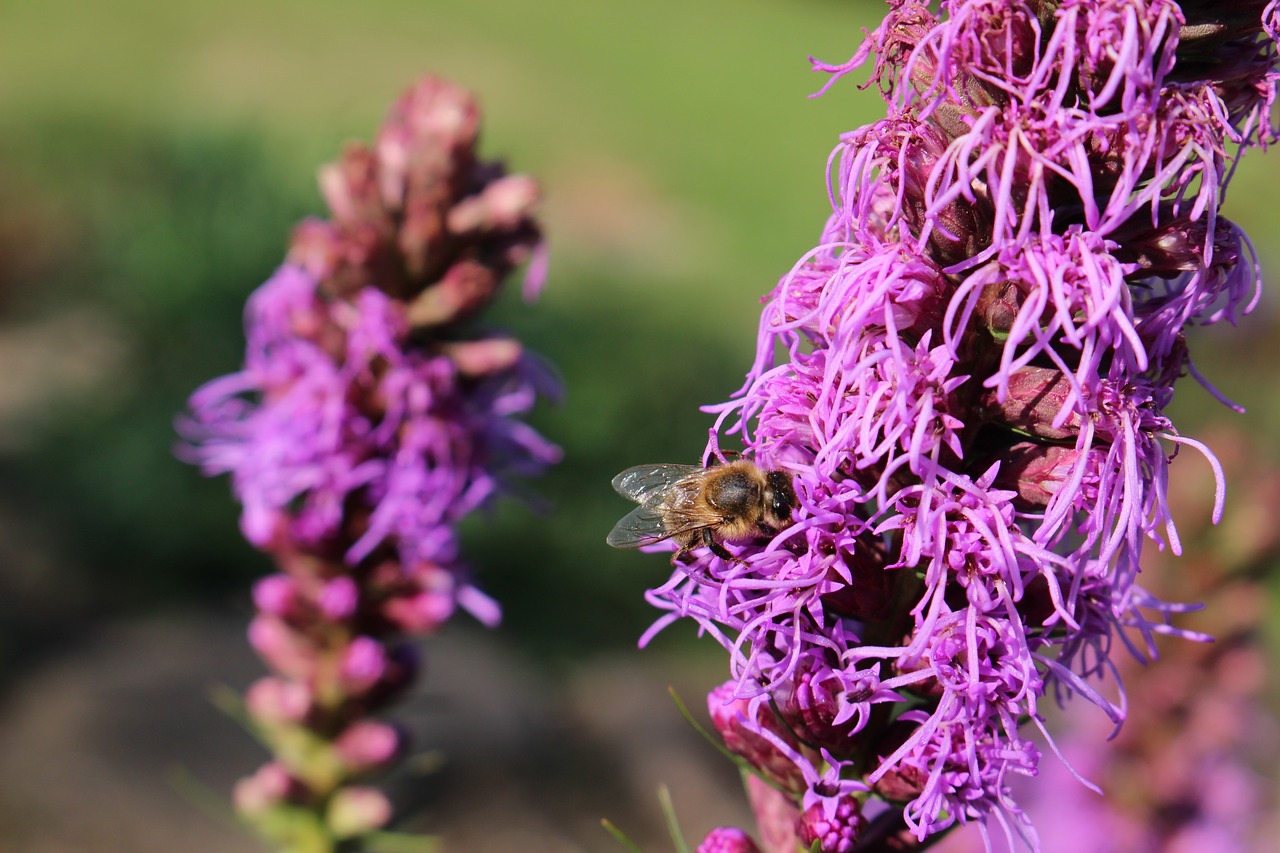 purple flower bee flora free photo