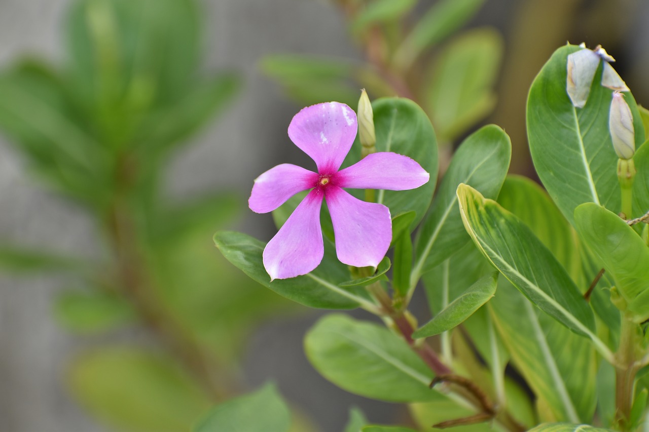 purple flower nature green free photo