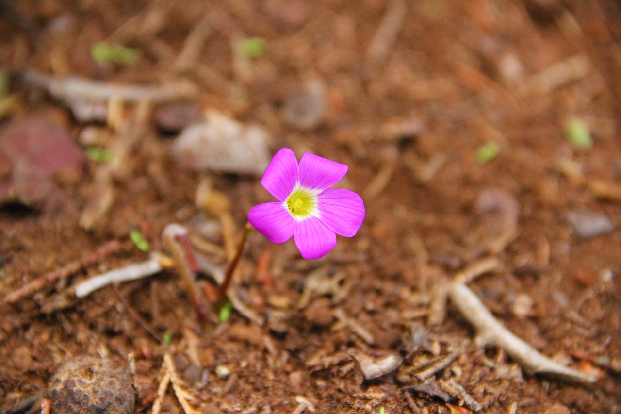 purple flower earth leaves free photo