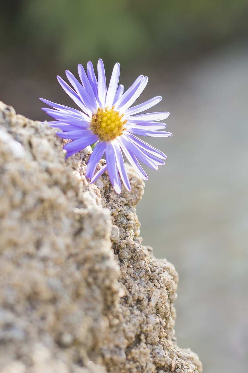 purple flower stone nature free photo