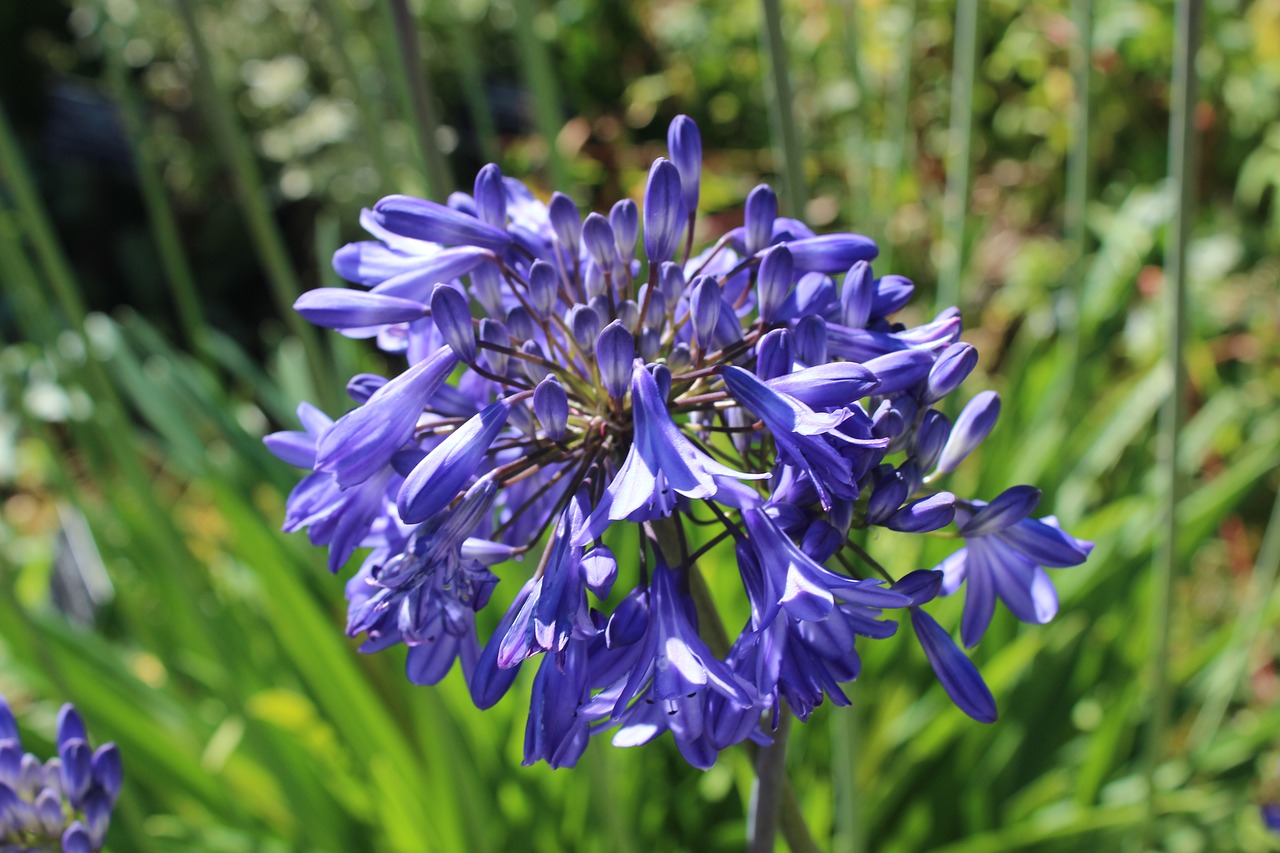 purple flower flower purple free photo