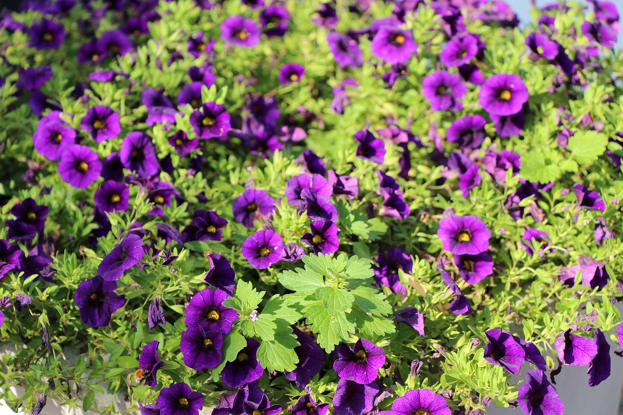 purple flower plant violet free photo