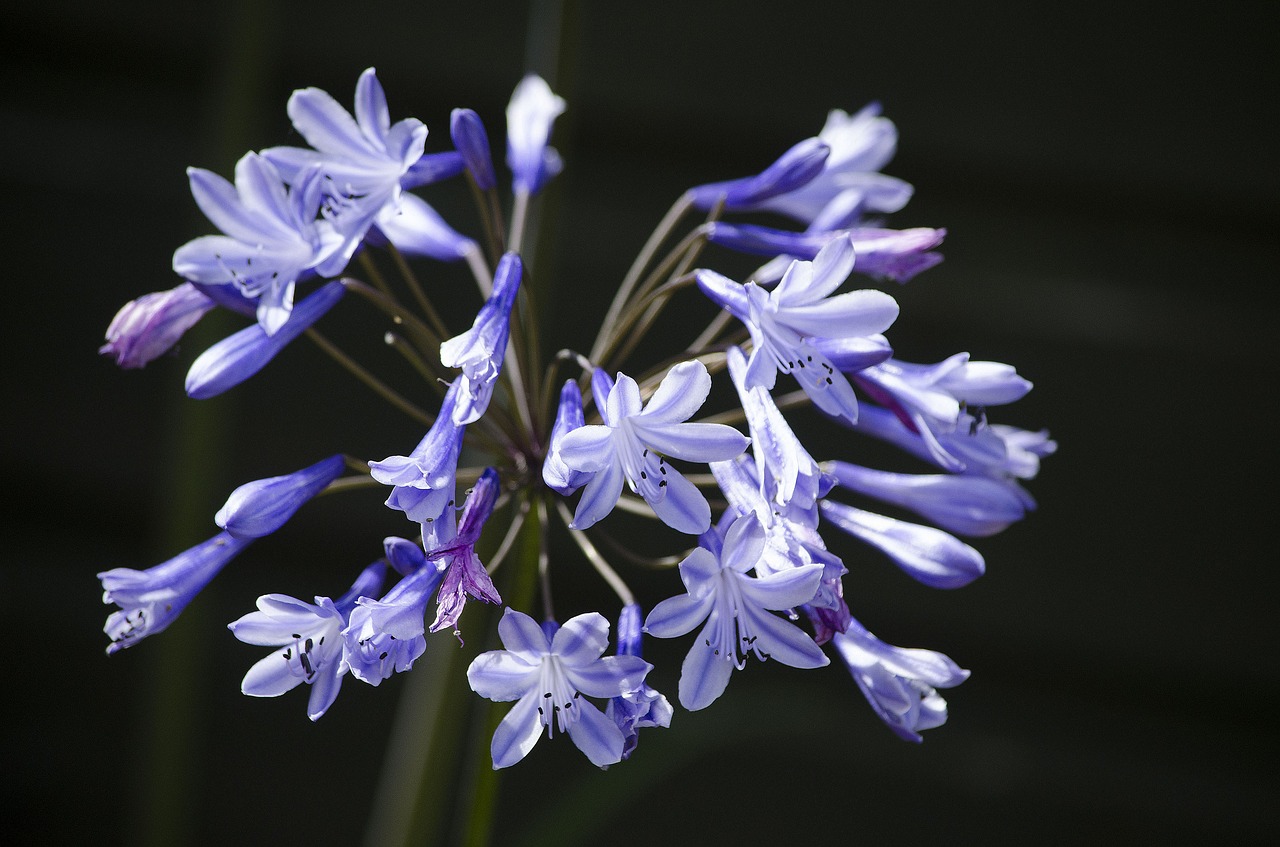 purple flower purple nature free photo