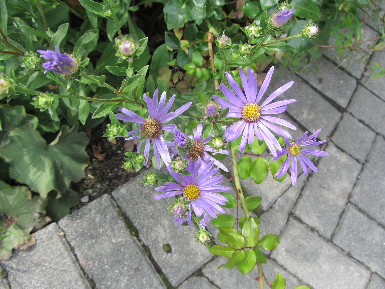 purple flower nature flower free photo