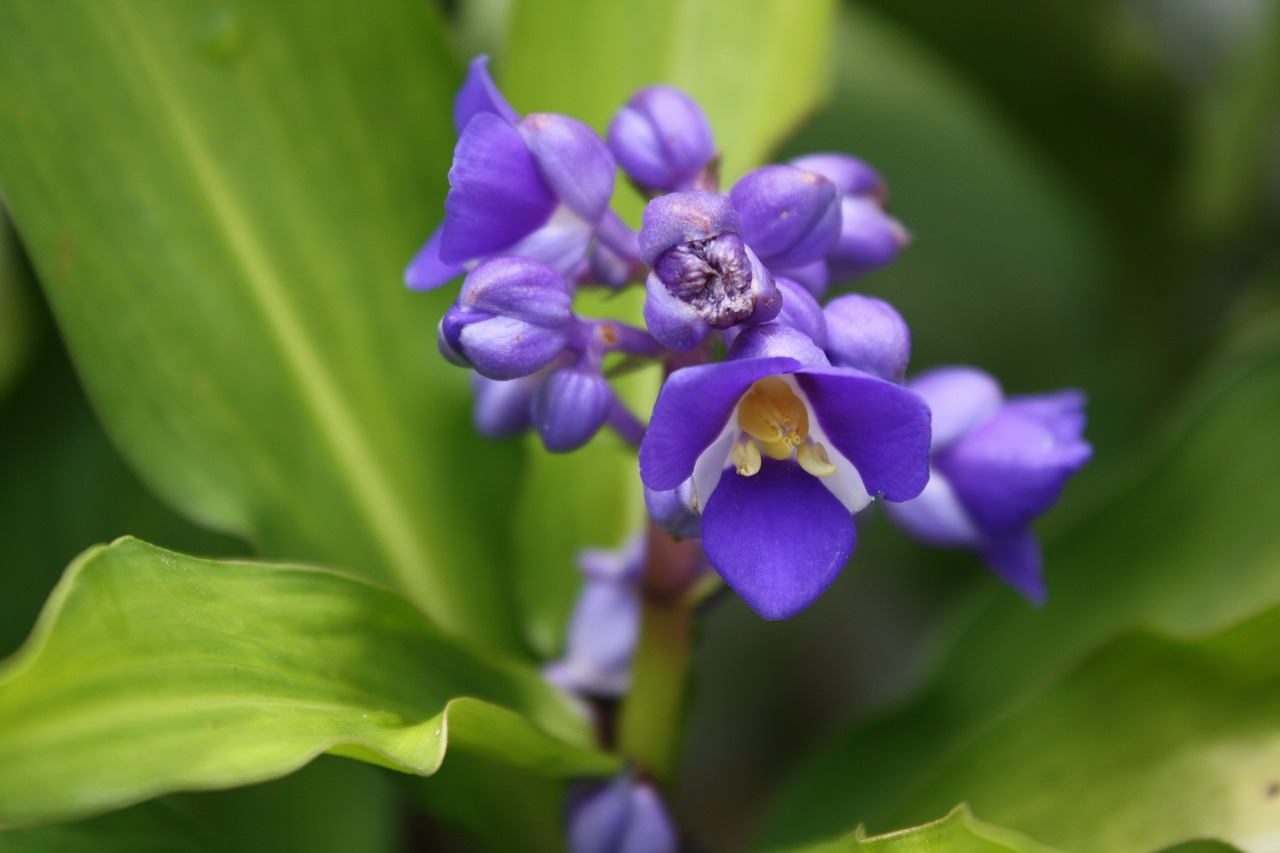 purple flower garden plant free photo