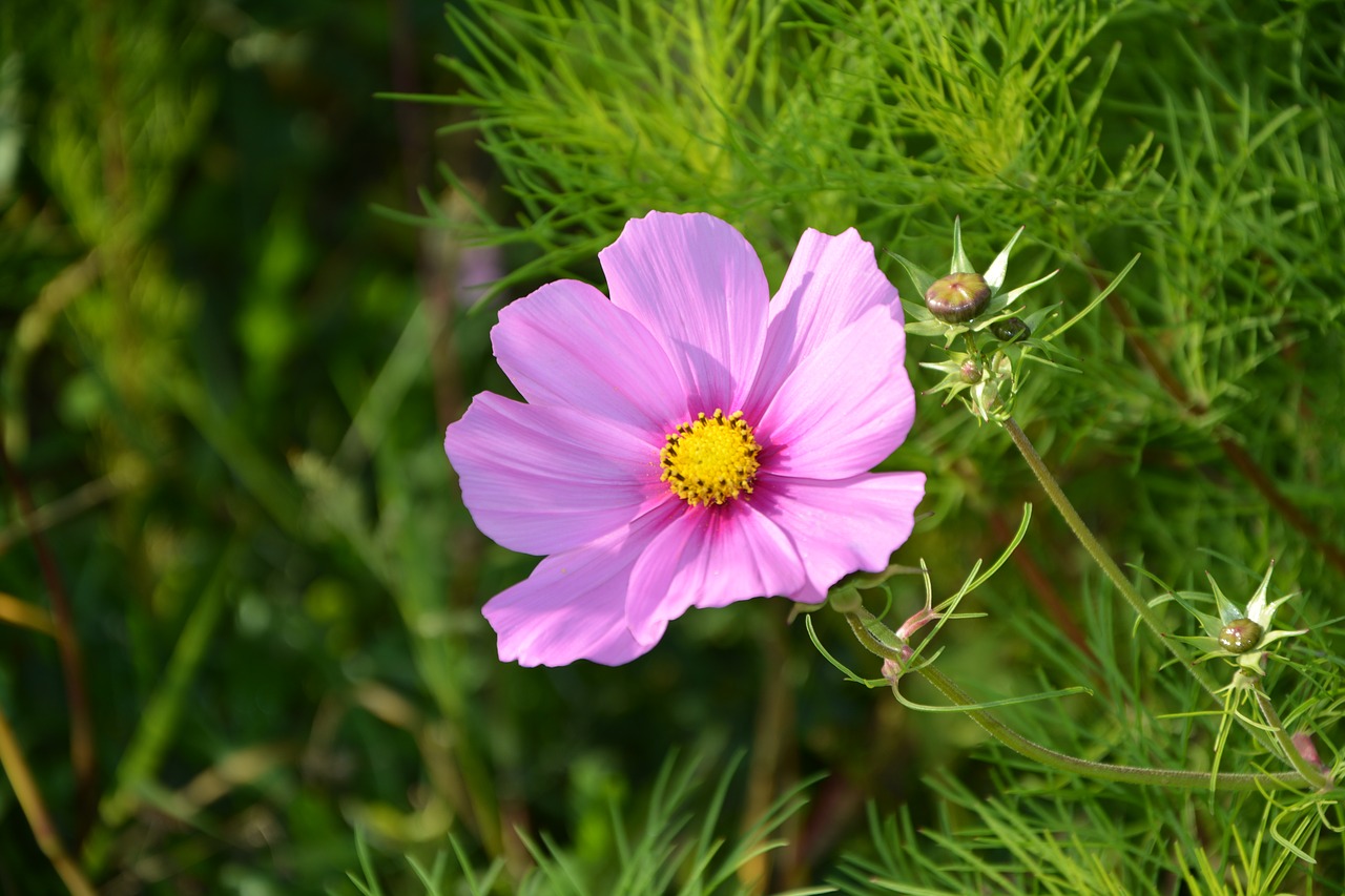 purple flower green leaves garden free photo