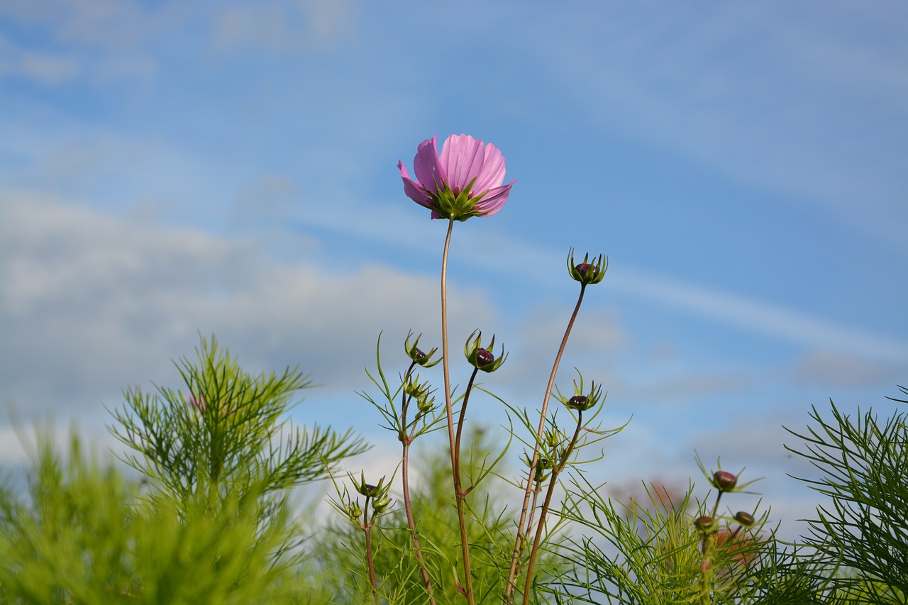 purple flower buttons flowers massive nature free photo