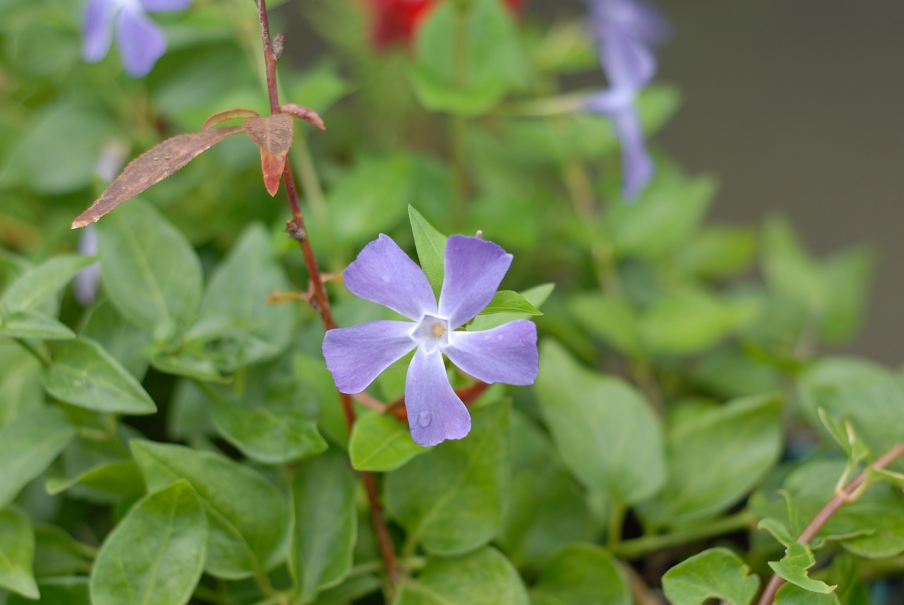 purple flower flowers spring free photo