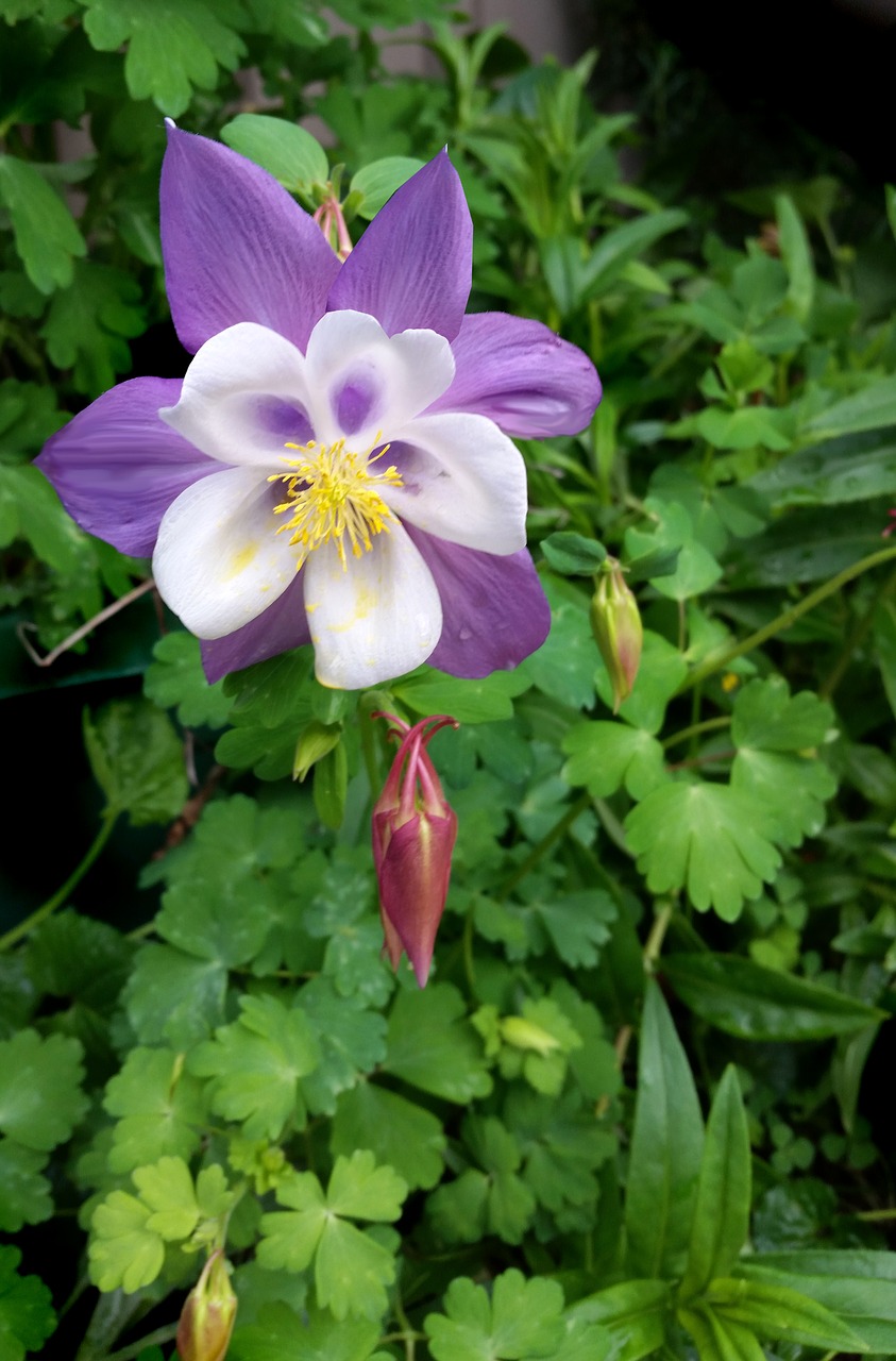 purple flower foliage bloom free photo