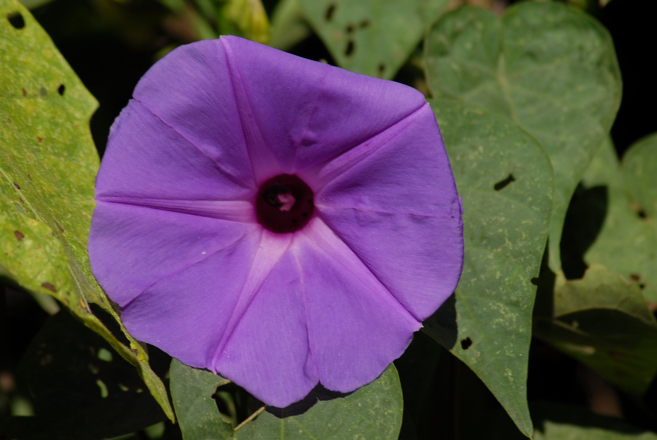 purple flower regional flowers free photo