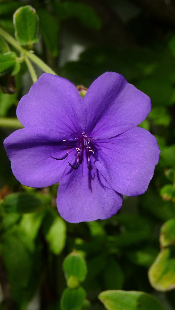 purple flower close blossom free photo