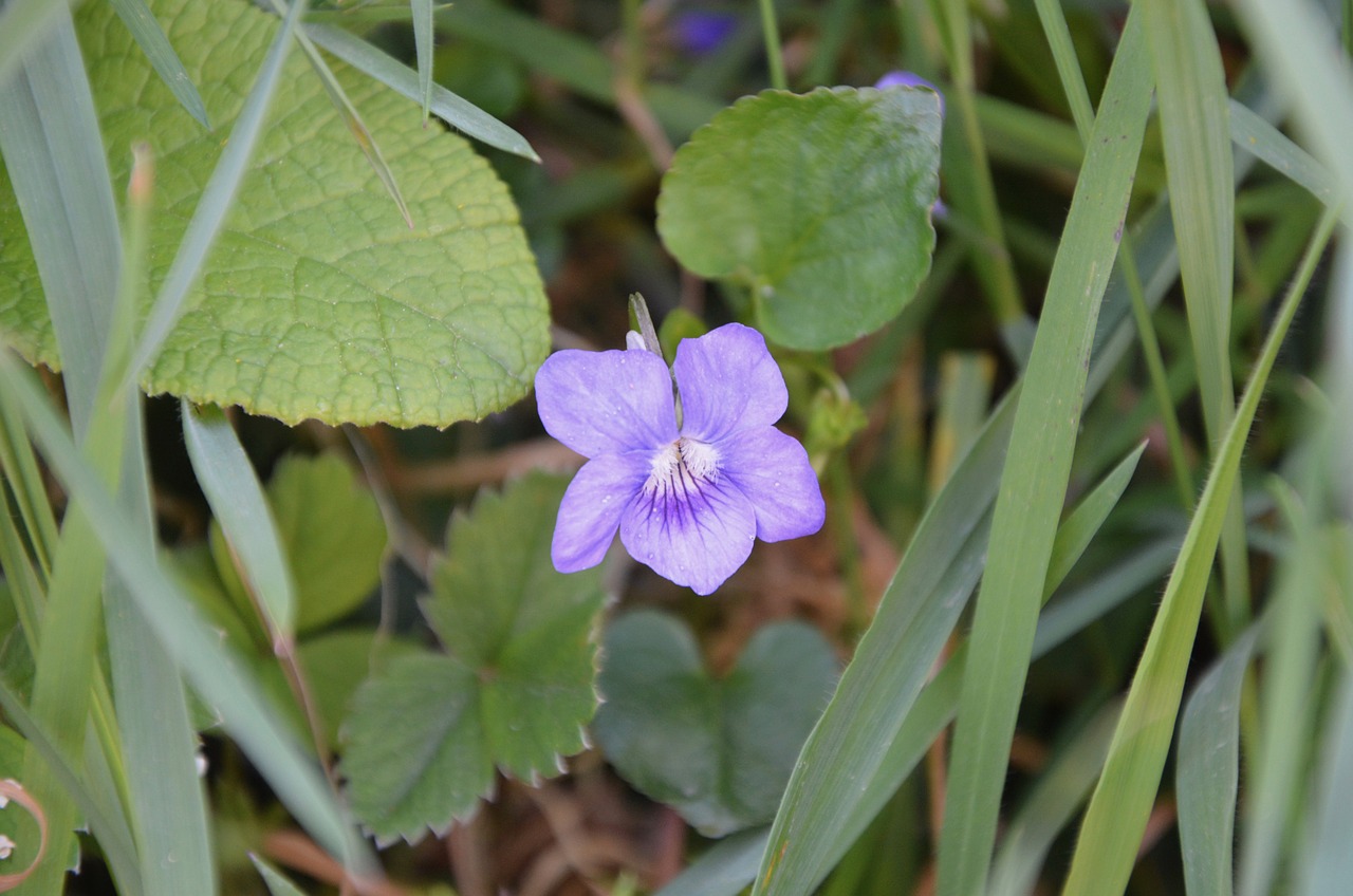 purple flower  color purple  nature free photo