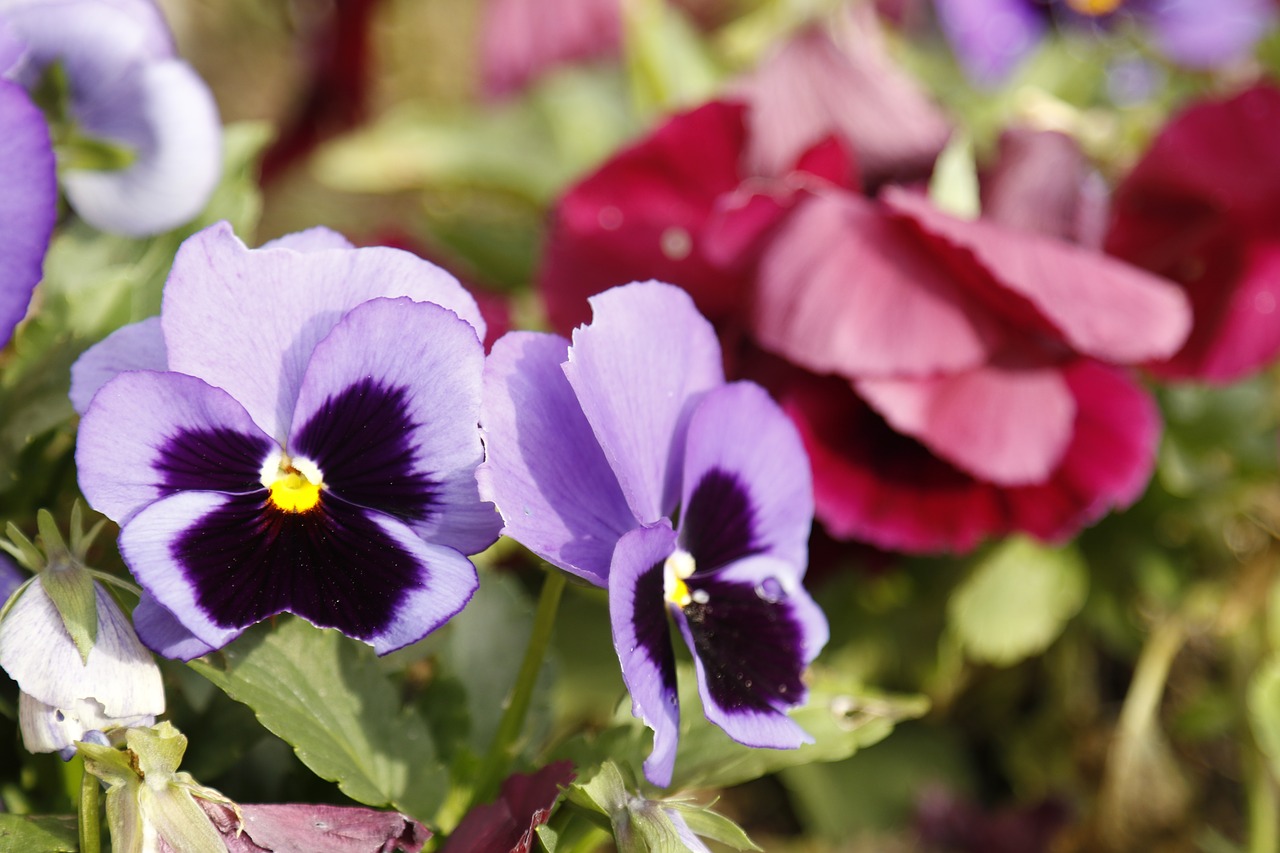 purple flower  flowers  garden free photo