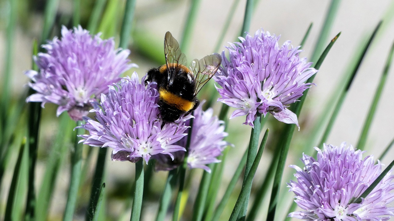 purple flower  bee  pollinate free photo