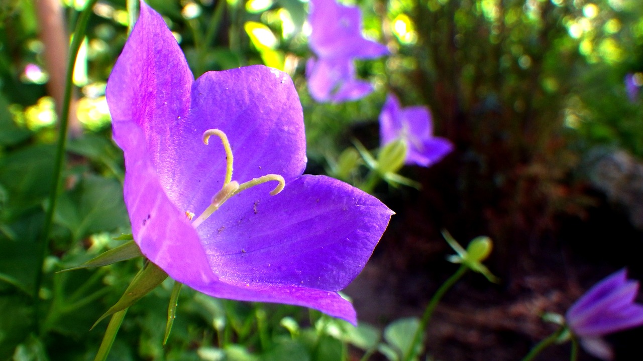 purple flower  floral  purple free photo