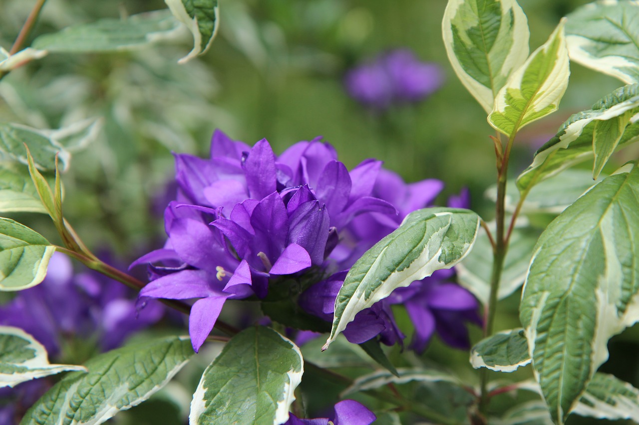 purple flower  flowering  perennial free photo