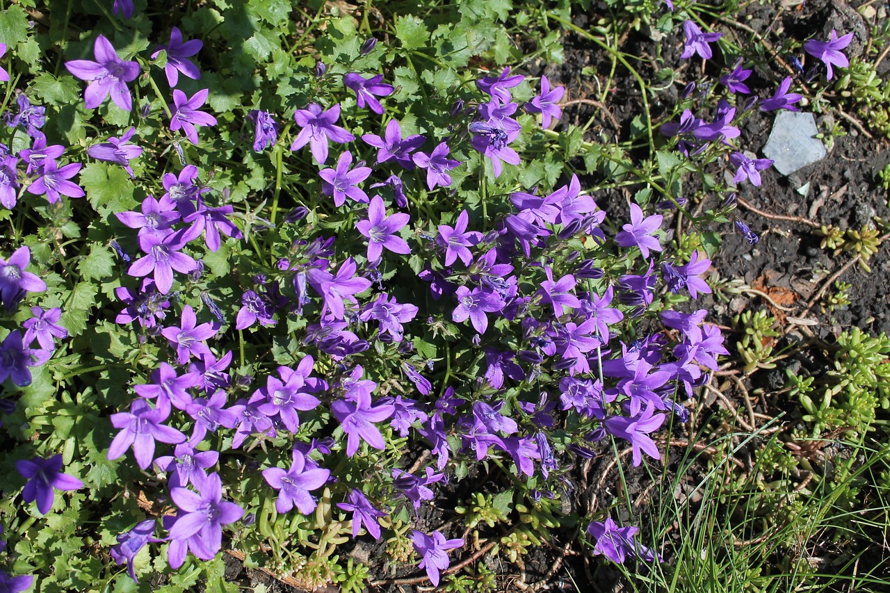 flowers purple plant free photo