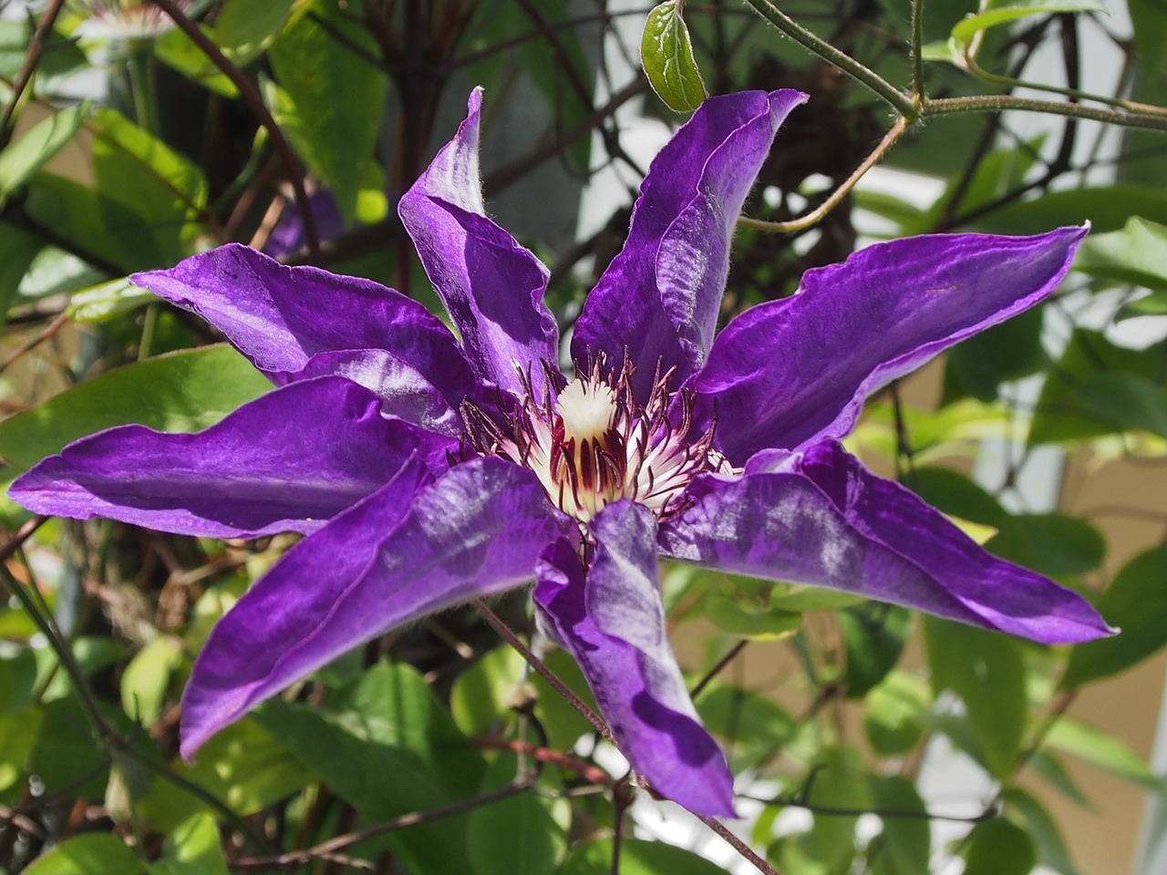 purple flower  clematis  flower free photo